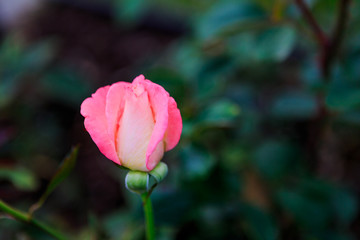 Roses in garden on overcast day with raindrops