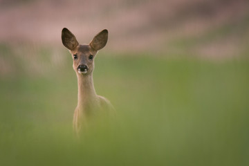 Rehe in einer Wiese