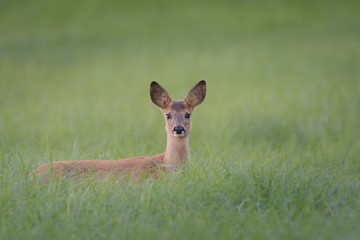 Rehe in einer Wiese © sebgsh