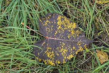 Autumn poplar leaf background