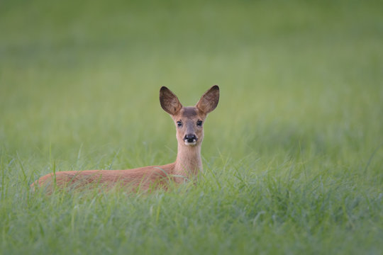 Rehe in einer Wiese