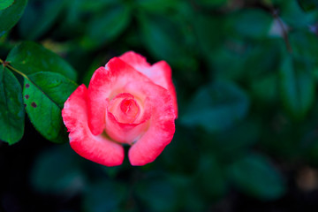 Roses in garden on overcast day with raindrops