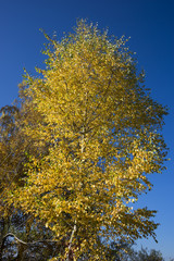 Birke mit gelben Blättern im Herbst