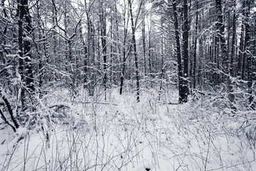 Forest Covered by Snow in Winter Landscape