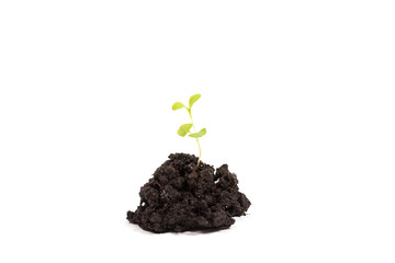 Heap dirt with a green plant sprout