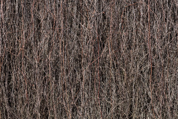 Dried branches on the building wall