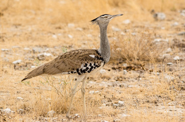 Kori Bustard in Etosha Park