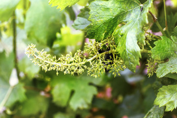  young green bunch of grapes, a young tree