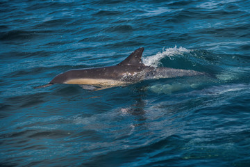 Fototapeta premium Dolphins racing our boat