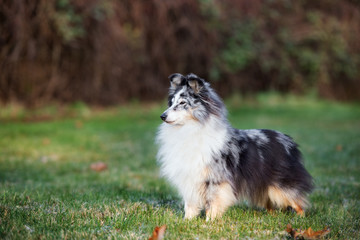 sheltie dog standing outdoors