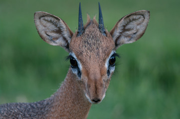 Damara Dik-dik