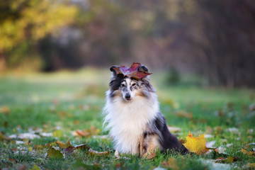 Obraz premium sheltie dog posing with a fallen leaf on her head
