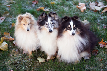Obraz premium three sheltie dogs posing outdoors in autumn