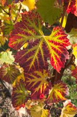 vignes  en automne