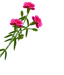 Bouquet of flowers carnation.