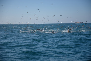 Sealions, dolphins, Brown Pelicans in feeding frenzy