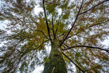 swamp cypress branches on the sky, autumn