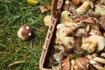 Fresh mushrooms in a wicker basket on the grass
