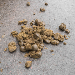 Horse manure on the asphalt.