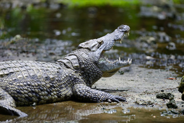 Crocodile dans la nature