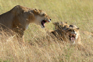 Lion in National park of Kenya