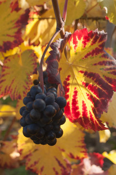 vignes  en automne