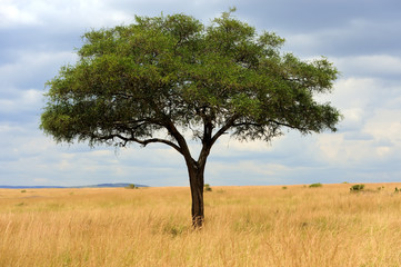 Landscape with tree in Africa