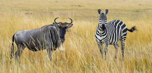 Zebra and wildebeest on grassland in Africa - obrazy, fototapety, plakaty