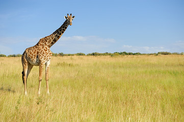 Giraffe in National park of Kenya