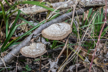 Fungus 