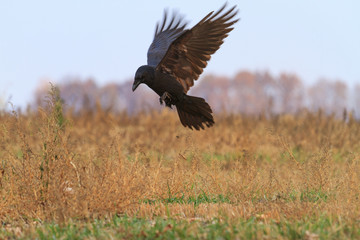 Raven in flight over a field