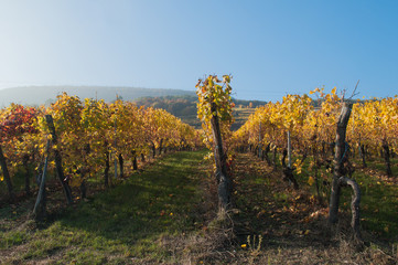 vignes  en automne