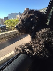 cagnolino che guarda fuori dal finestrino © garpinina