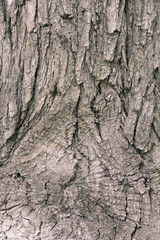wooden background, rough tree bark, gray texture