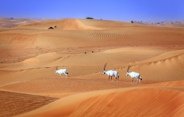 Arabian Oryx