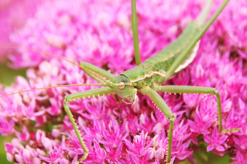 Predatory bush cricket (Saga pedo) on the blooming cultivar orpine (Hylotelephium telephium 