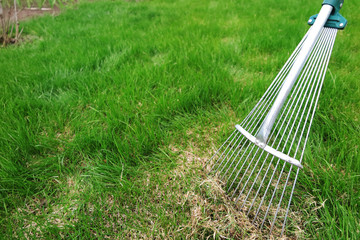 Dethatching lawn with a lawn rake in the spring garden