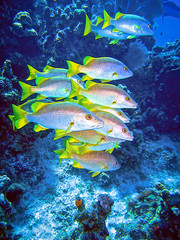 School of Schoolmasters