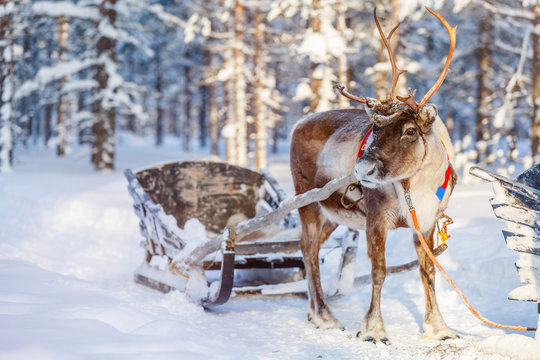 Fototapeta Reindeer safari