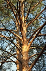 pine tree trunk with branches