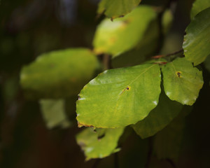 Green linden tree leafs