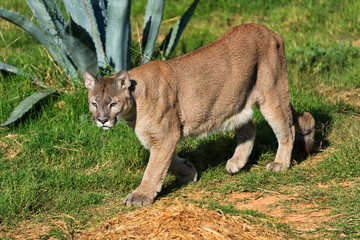 Cougar (Puma concolor) wandelen in een dierentuin