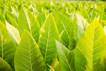 close up tobacco