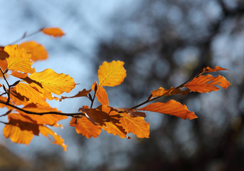 Warm yellow branch of linden tree during autumn