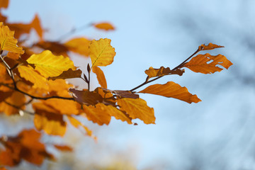 Warm yellow branch of linden tree during autumn