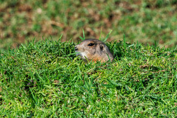 Black-tailed prairie dog peeping out of its burrow