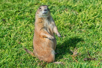 A black-tailed prairie dog looks around standing on its hind legs