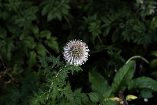 Fototapeta Prickly grey flower  