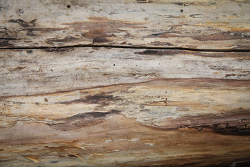 Plakat wood background, rough tree bark, texture