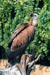 Griffon vulture juvenile sitting on a stump